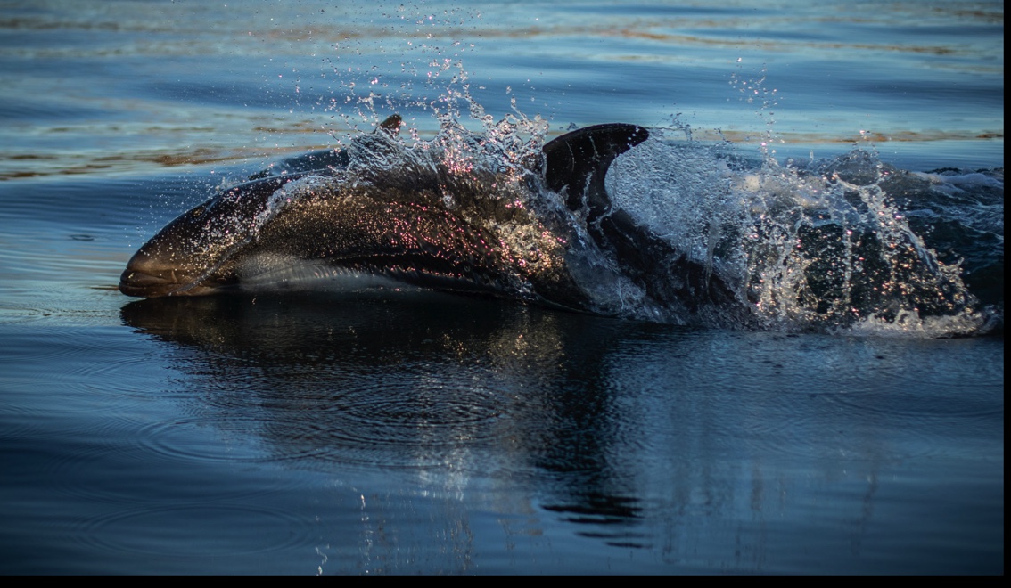 Avistamiento de Delfines Australes - Half Day - (operativo,todo el año) - Imagen 4