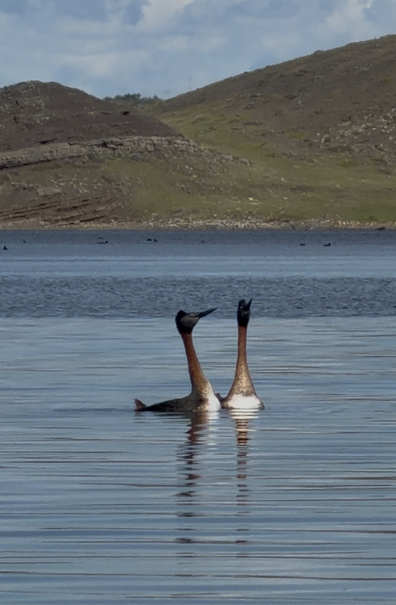 Kayak Fiordos Eberhard , Pto Natales - Imagen 5