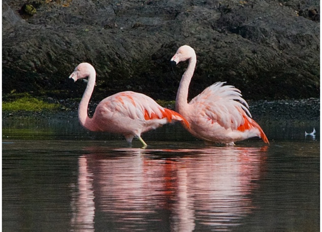 Kayak Fiordos Eberhard , Pto Natales - Imagen 4